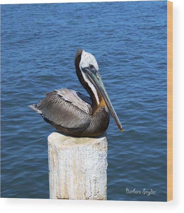 Posing Pelican Wood Print featuring the photograph Posing Pelican at Stearns Wharf #1 by Barbara Snyder