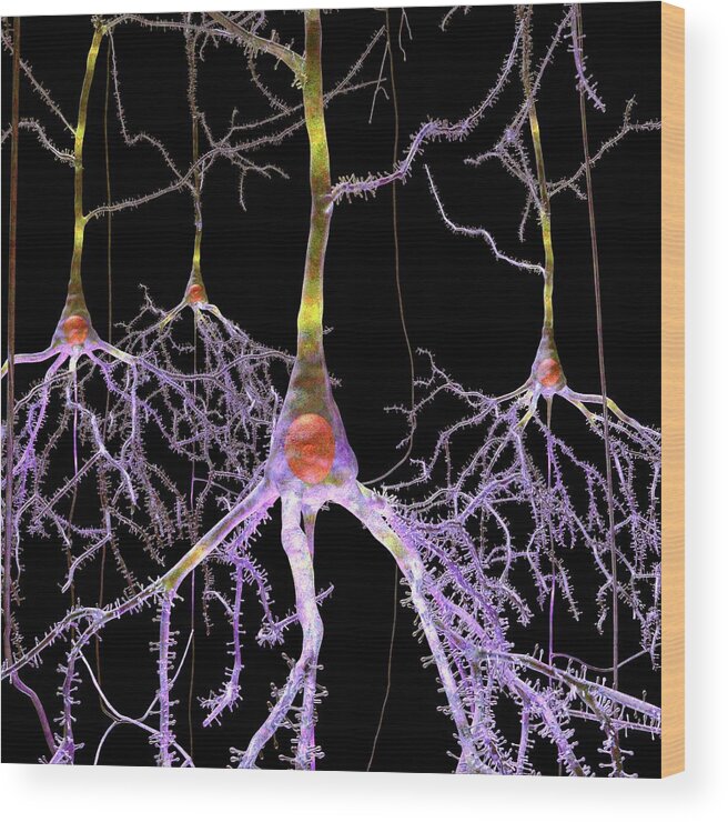 Pyramidal Cell Wood Print featuring the photograph Pyramidal Nerve Cells #1 by Russell Kightley