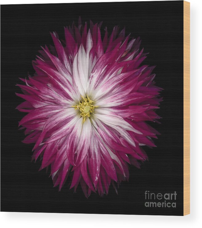 Dahlia Wood Print featuring the photograph Red and White Dahlia #1 by Oscar Gutierrez