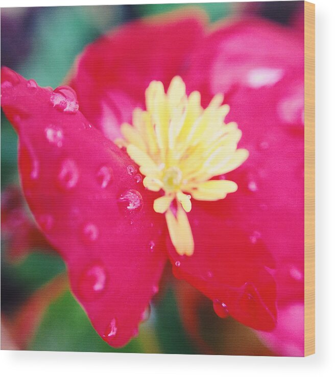 Agriculture Wood Print featuring the photograph Red Begonia Raindrops #1 by Gemma Knight