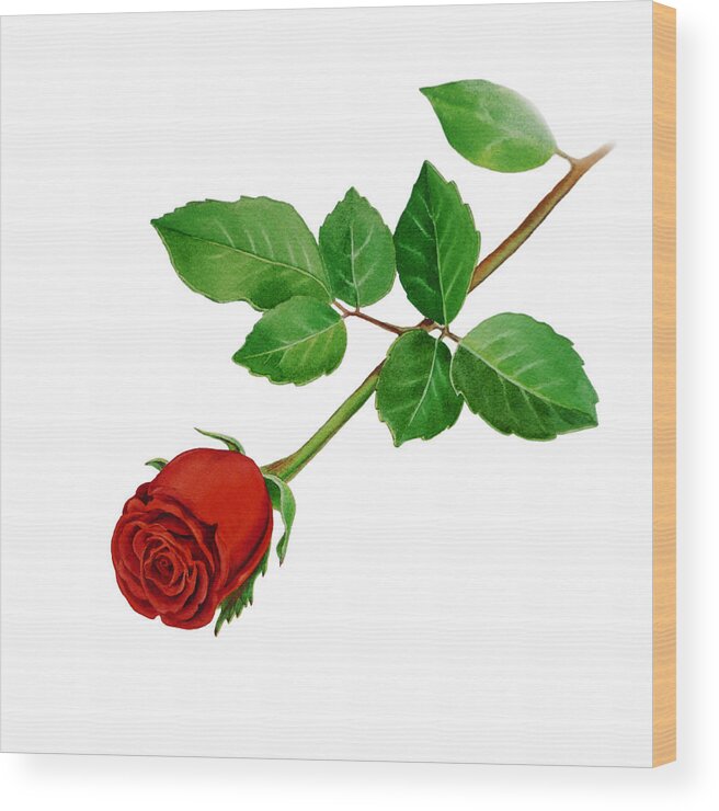 Rose Wood Print featuring the painting Red Rose #2 by Irina Sztukowski