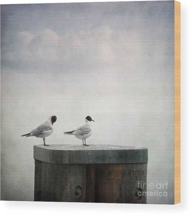 Bird Wood Print featuring the photograph Seagulls #1 by Priska Wettstein