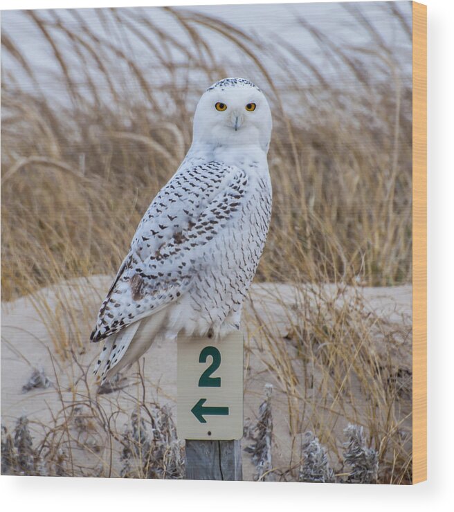 Snowy Owl Wood Print featuring the photograph Snowy Owl by Cathy Kovarik