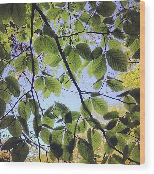 Nature Wood Print featuring the photograph Spring Leaves by Nic Squirrell