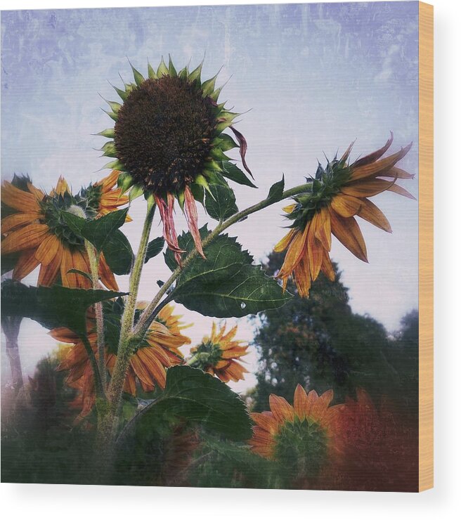 Sunflowers Wood Print featuring the photograph Sunflowers #1 by Anne Thurston