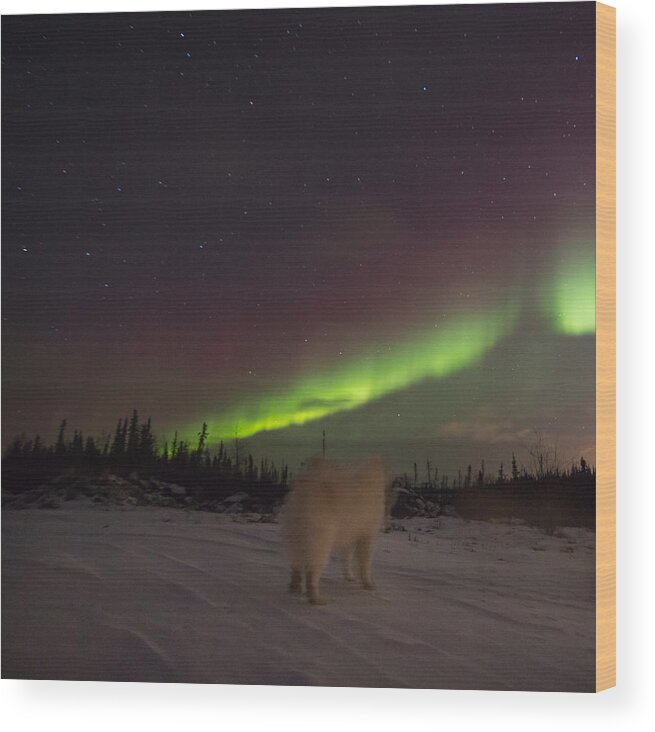 Aurora Borealis Wood Print featuring the photograph The Mighty Quinn #1 by Valerie Pond