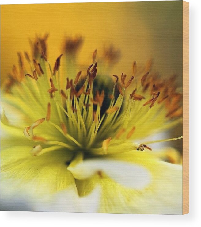 Shotaward Wood Print featuring the photograph White Flower In Close Up #1 by Luisa Azzolini