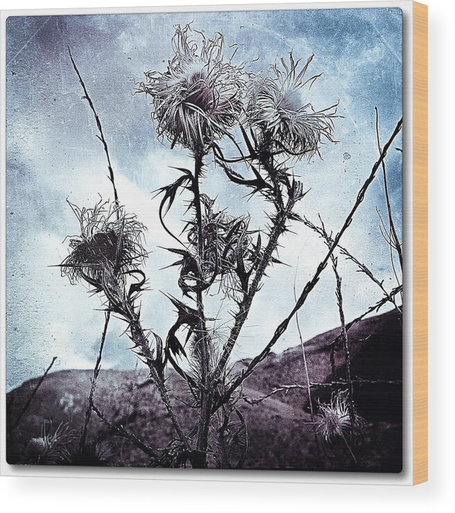 Photography Wood Print featuring the photograph Wildflower11-3 #1 by Gregg Jabs