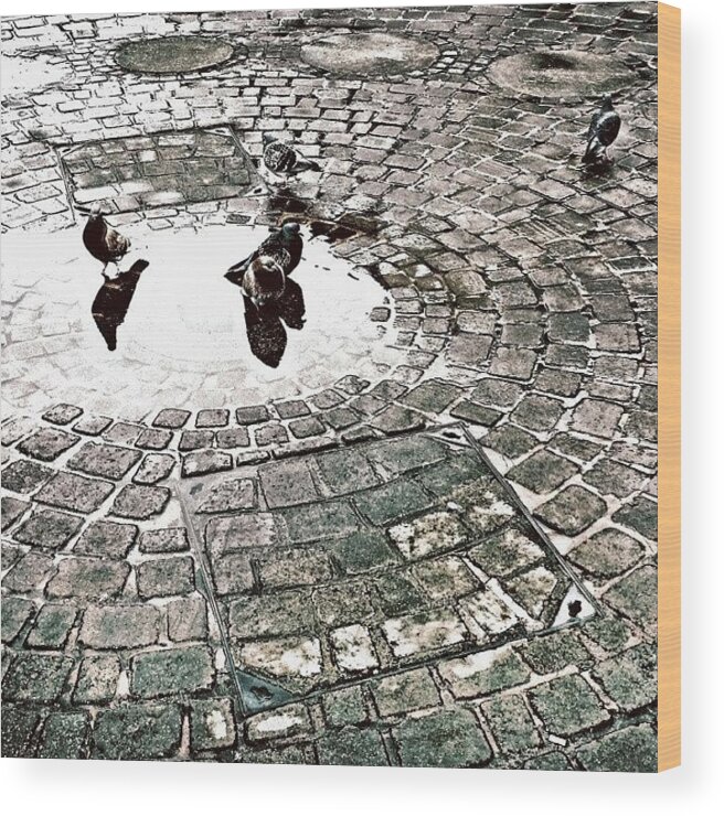 Beautiful Wood Print featuring the photograph Pigeons in a Puddle by Jason Roust