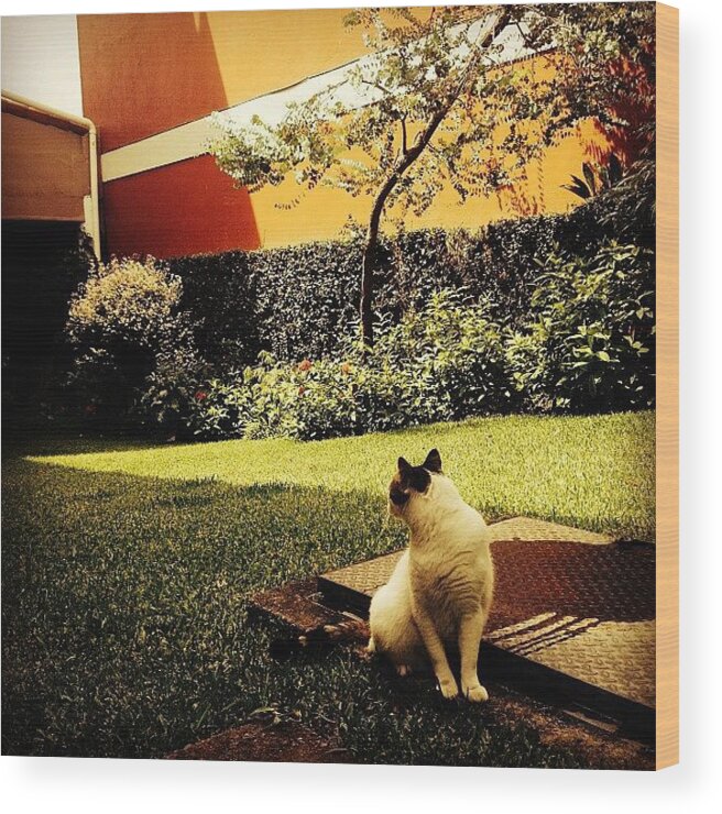 Petstagram Wood Print featuring the photograph #dorota #bella #cat #cats #catsagram #2 by Ivette Velez
