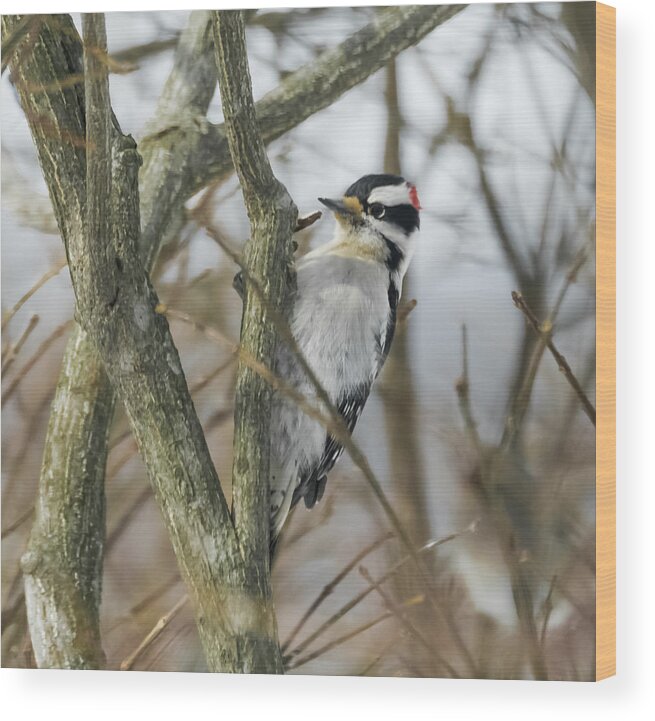 Woodpecker Wood Print featuring the photograph Downy Woodpecker by Holden The Moment