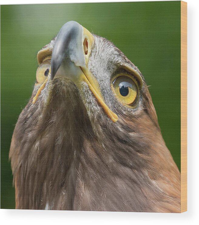Golden Eagle Wood Print featuring the photograph Golden Eagle #2 by Linda Wright