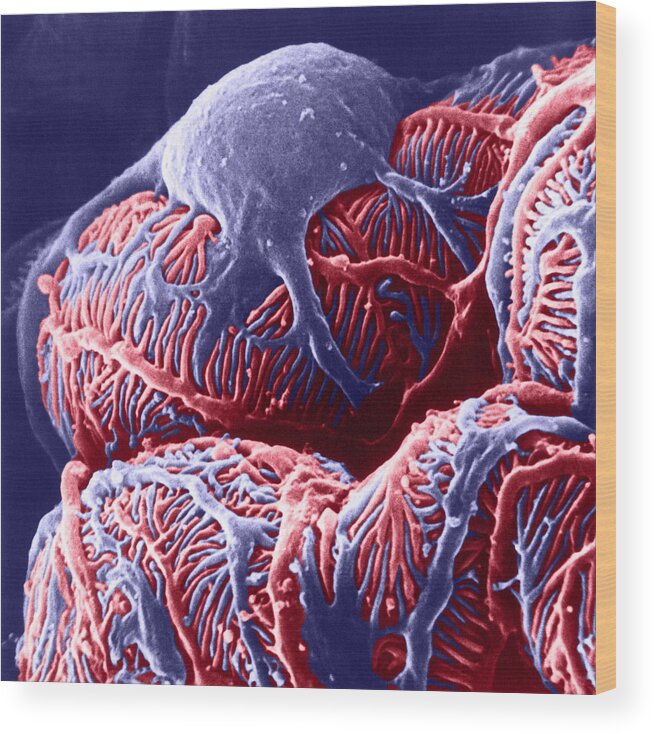 System Wood Print featuring the photograph Kidney Glomerulus, Sem by Don W Fawcett