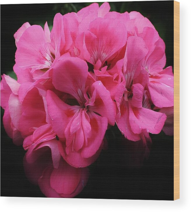 Flora Wood Print featuring the photograph Pink Geranium #1 by Bruce Bley