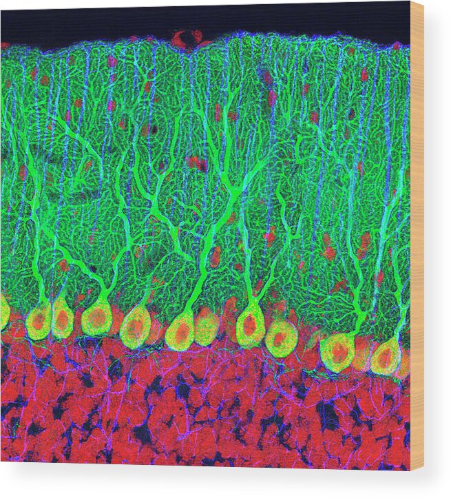 Purkinje Cell Wood Print featuring the photograph Purkinje Nerve Cells In The Cerebellum by Thomas Deerinck, Ncmir