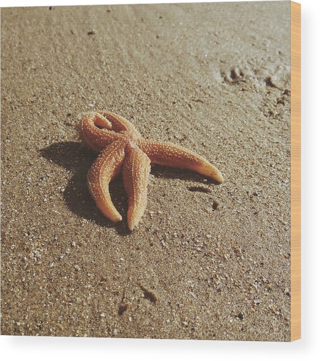Anderby Creek Wood Print featuring the photograph Starfish II #2 by Gemma Knight