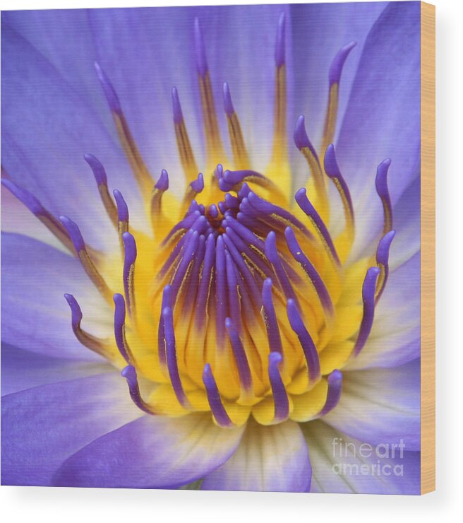 Waterlily Wood Print featuring the photograph The Lotus Flower by Sharon Mau