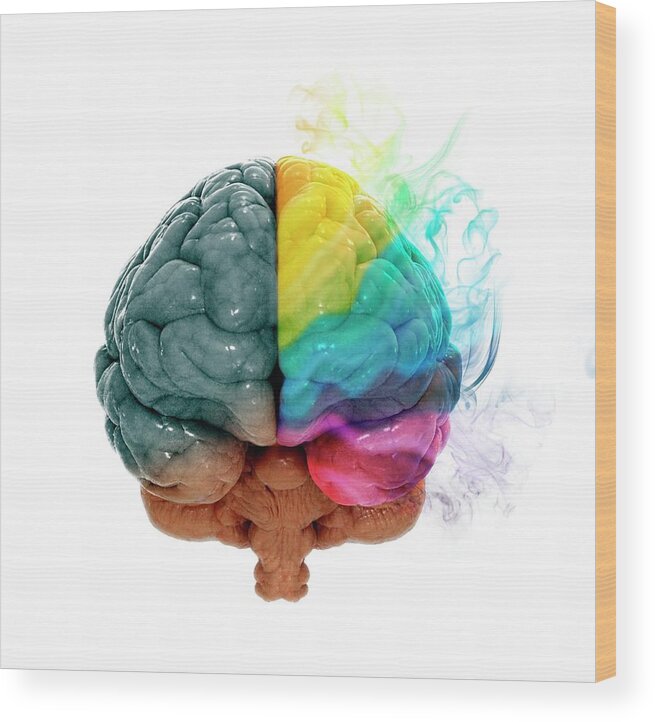 Anatomy Wood Print featuring the photograph Human Brain #23 by Andrzej Wojcicki/science Photo Library