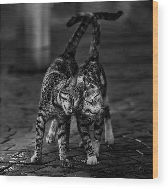 Cats Wood Print featuring the photograph Untitled #269 by 