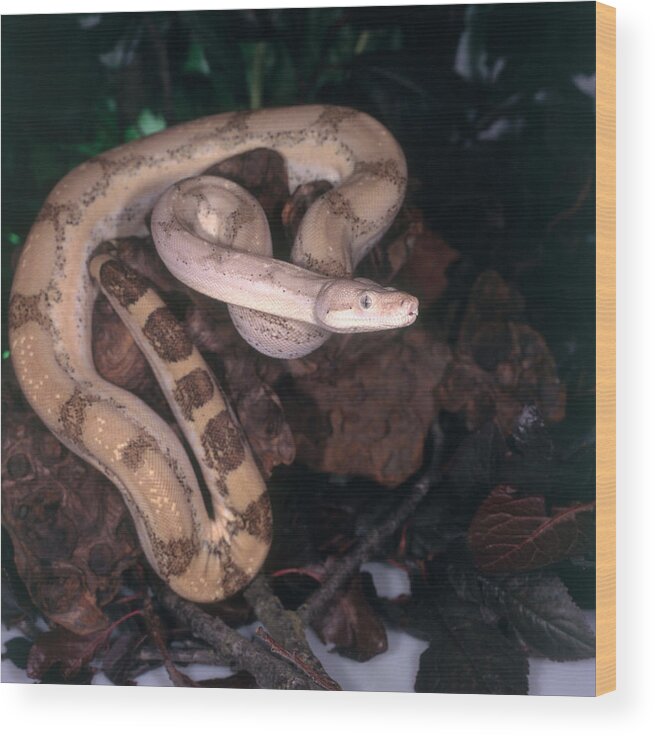 Animal Wood Print featuring the photograph Boa Constrictor #3 by Steve Cooper