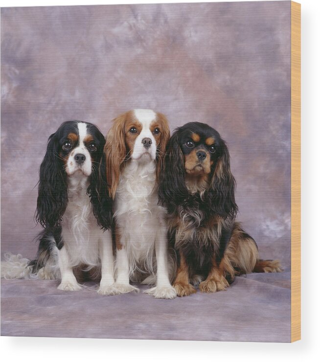 Dog Wood Print featuring the photograph Cavalier King Charles Spaniels #3 by John Daniels