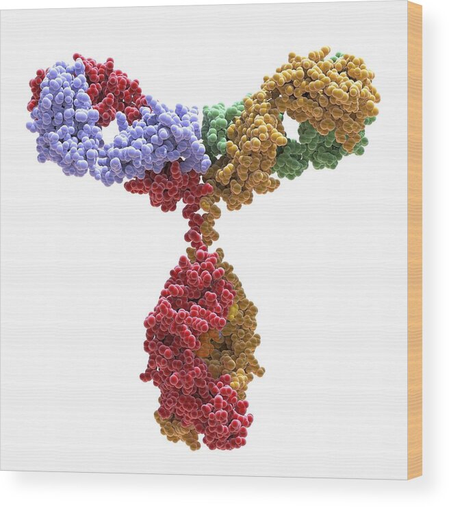 Antibodies Wood Print featuring the photograph Immunoglobulin G antibody molecule #3 by Science Photo Library