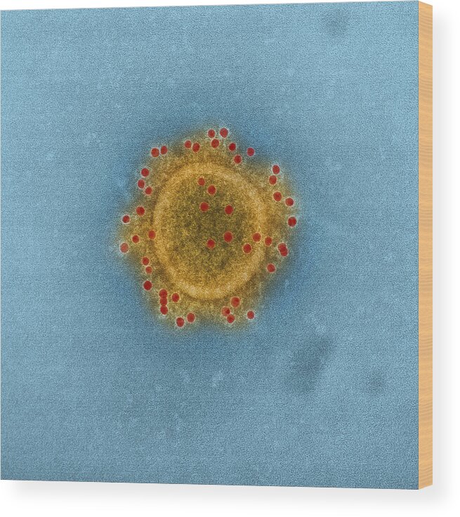 Science Wood Print featuring the photograph Mers Coronavirus Particles, Tem #3 by Science Source