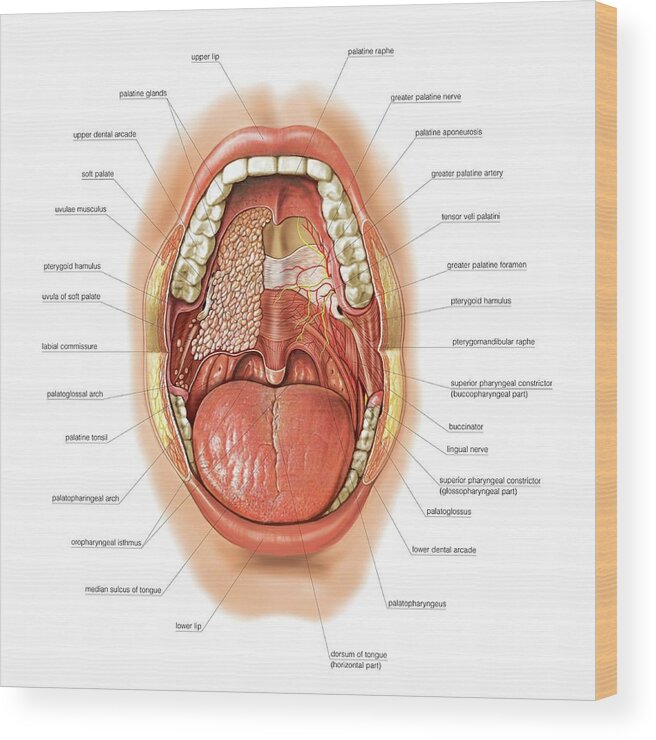 Anatomy Wood Print featuring the photograph Oral Cavity #3 by Asklepios Medical Atlas