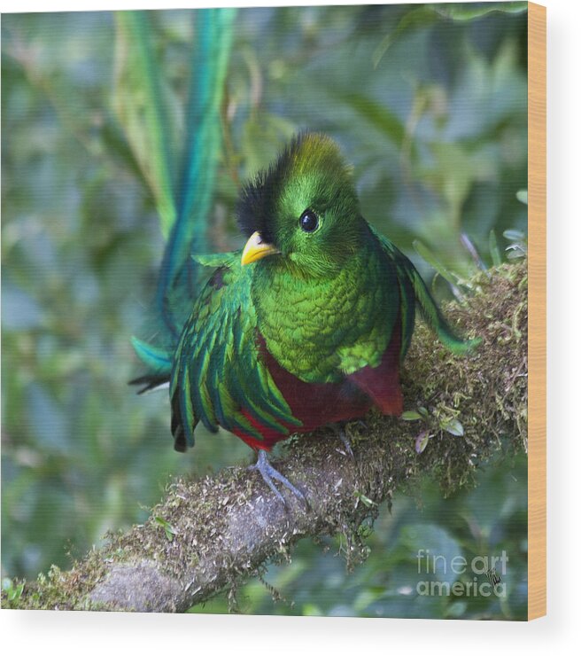 Bird Wood Print featuring the photograph Quetzal by Heiko Koehrer-Wagner