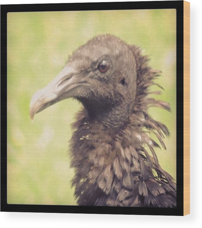 Birdfreaks Wood Print featuring the photograph #vulture #vultures #blackbird #3 by Robb Needham
