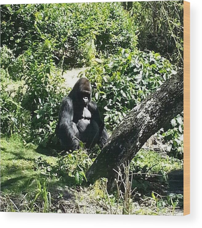 A Gorilla And I Meeting Eye To Eye. Wdw Animal Kingdom. Wood Print featuring the photograph Instagram Photo by Bonnie Bell