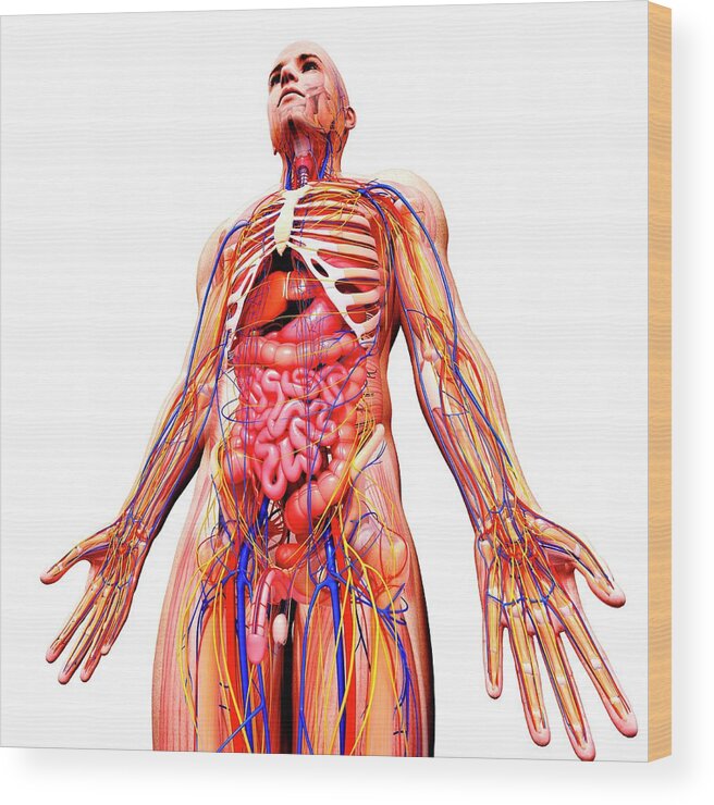 Artwork Wood Print featuring the photograph Male Anatomy #337 by Pixologicstudio/science Photo Library