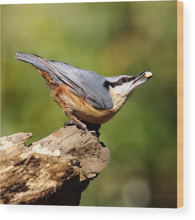 Bird Wood Print featuring the photograph Nuthatch #4 by Grant Glendinning