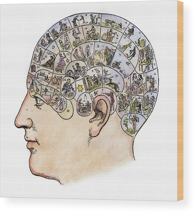 19th Century Wood Print featuring the painting Phrenology, 19th Century #4 by Granger