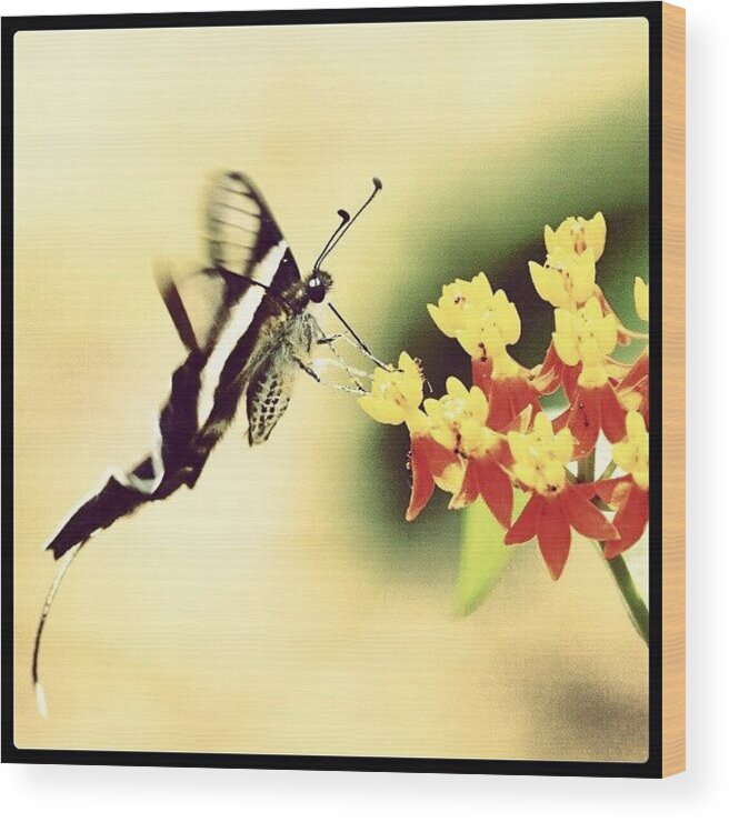 Spring Wood Print featuring the photograph Butterfly by Terry Chan