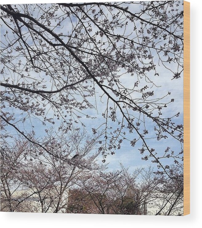 Landscape Wood Print featuring the photograph #landscape Cherryblossoms #5 by Tokyo Sanpopo