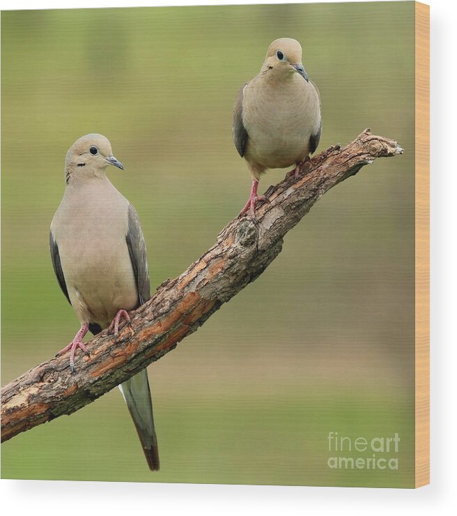 Nature Wood Print featuring the photograph Mourning Dove #58 by Jack R Brock