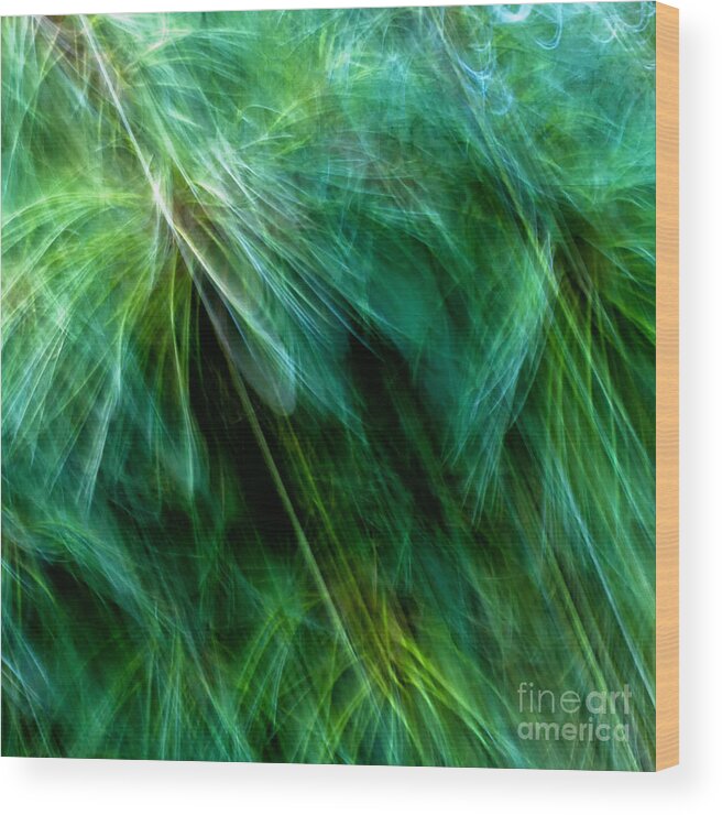 Joanne Bartone Photographer Wood Print featuring the photograph Meditations on Movement in Nature #6 by Joanne Bartone