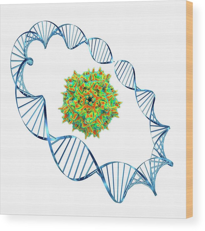 Aav Wood Print featuring the photograph Adeno-associated Virus by Alfred Pasieka