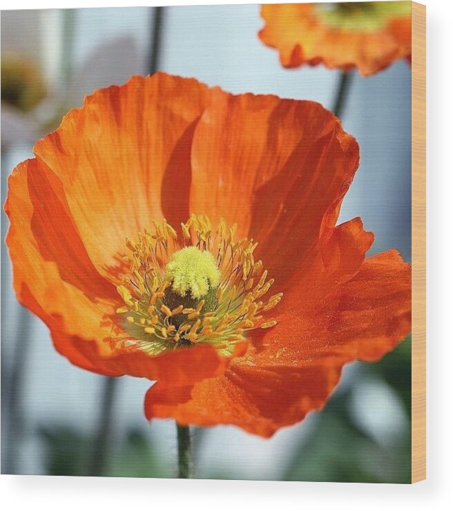 Icnature Wood Print featuring the photograph Flower #9 by Luisa Azzolini
