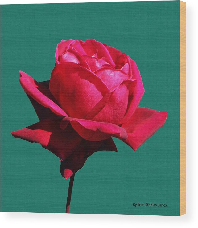  Big Red Rose Wood Print featuring the photograph A Big Red Rose by Tom Janca