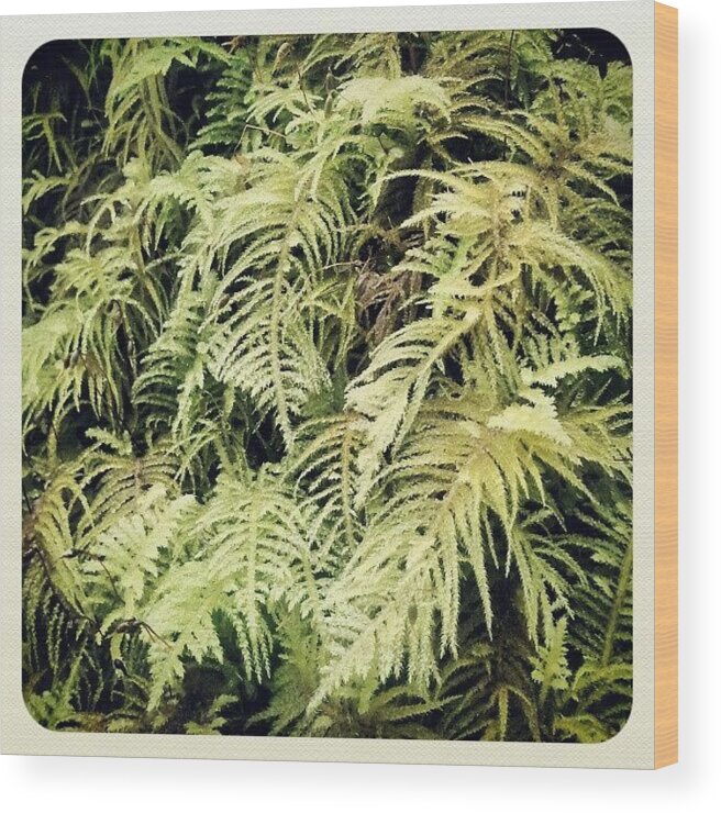  Wood Print featuring the photograph A Fern-like Forest Moss by Christopher Randles