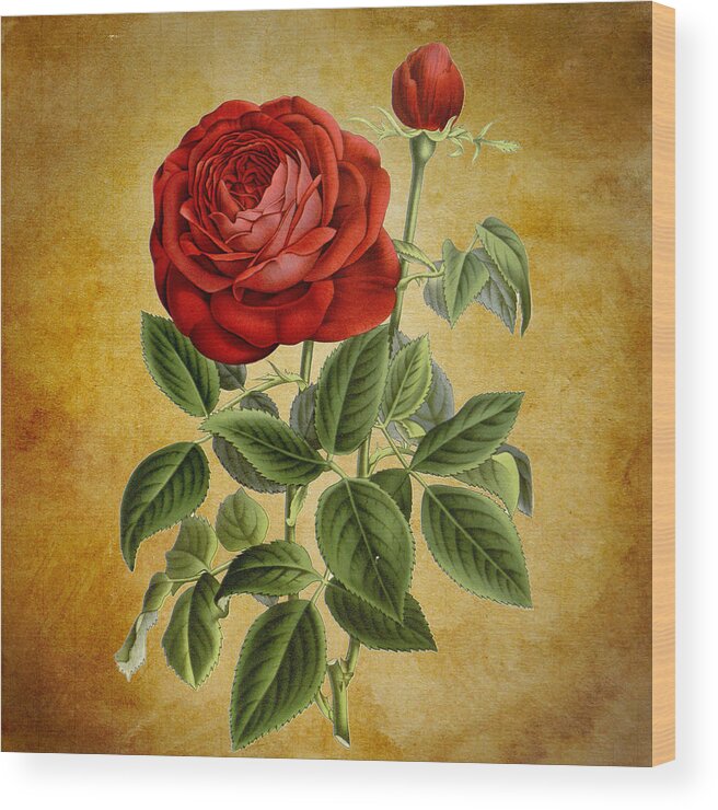 Abstract Wood Print featuring the photograph A Fifth Vintage Rose by Sheila Savage