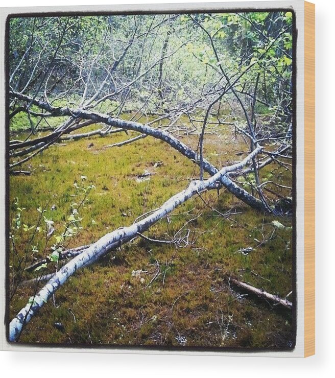  Wood Print featuring the photograph A Swamp Of Mostly Moist Moose Moss by Christopher Randles