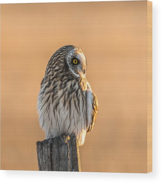 Short-eared Owl Wood Print featuring the photograph A Vision In Gold by Yeates Photography