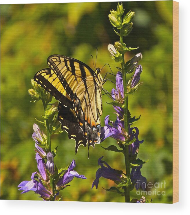 Colorful Butterfly And Purple Flowers Wood Print featuring the photograph A Warm September Day in the Garden by Byron Varvarigos