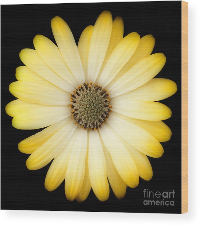 Daisy Wood Print featuring the photograph African Daisy by Patty Colabuono