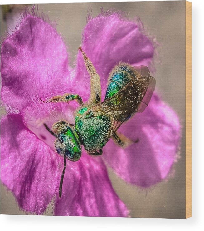 Antenna Wood Print featuring the photograph Agapostemon texanus by Traveler's Pics