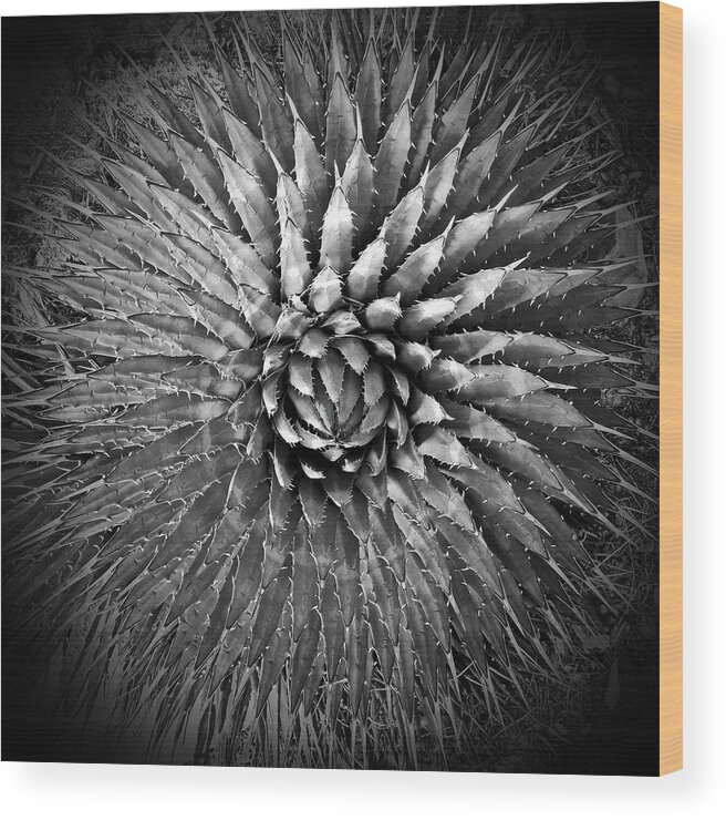 Agave Wood Print featuring the photograph Agave Spikes Black and White by Alan Socolik