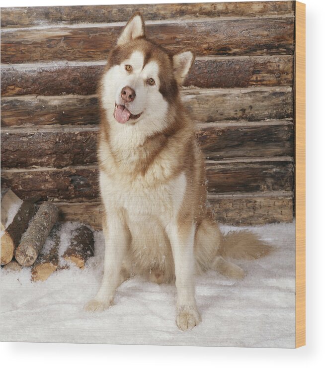 Alaskan Malamute Wood Print featuring the photograph Alaskan Malamute Dog by John Daniels
